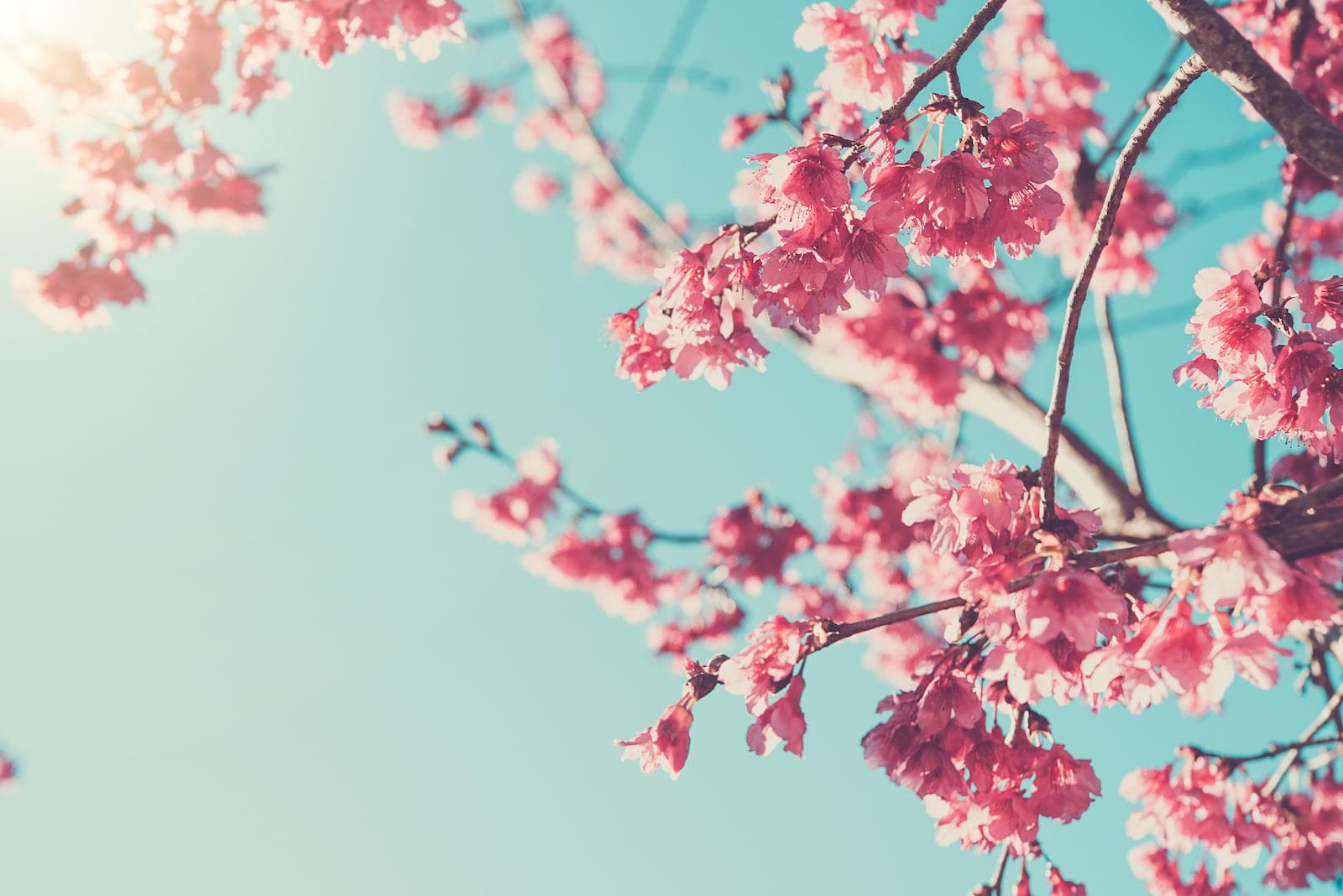 Image of cherry blossoms in the sunlight